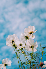 white flowers against blue sky