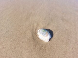 seashell on the beach