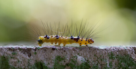 Poisonous Caterpillar