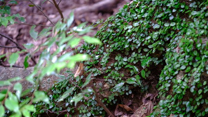 Obraz premium 木の根 