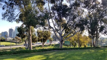 The landscape of trees in the park of the city 2