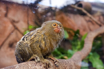 Selective focus of pygmy marmosets perched in their enclosure in the afternoon. Great for educating children about wild animals.