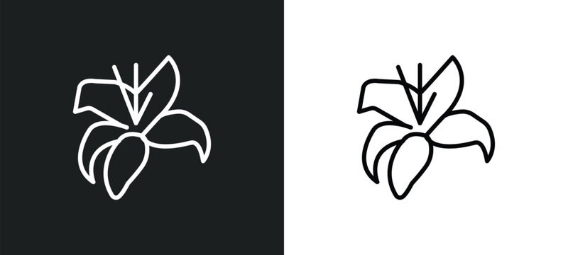 lily line icon in white and black colors. lily flat vector icon from lily collection for web, mobile apps and ui.