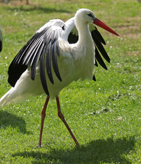white stork in the grass