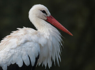 white stork ciconia