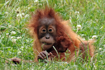 Monkeys are intelligent, agile, and social primates found in diverse habitats worldwide. With their dexterous hands, they exhibit remarkable curiosity and problem-solving skills. 
