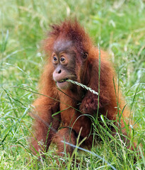 Monkeys are intelligent, agile, and social primates found in diverse habitats worldwide. With their dexterous hands, they exhibit remarkable curiosity and problem-solving skills. 