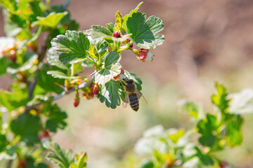 Honey bee on a blooming gooseberry flower close up