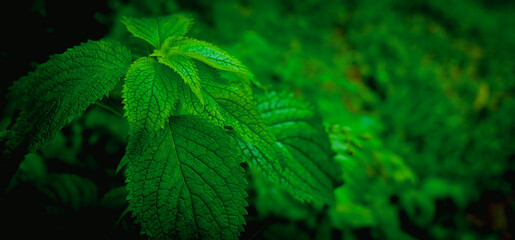 green blurred background with green leaf 