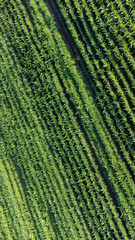 Agricultural field aerial view. Sustainable agriculture. Cultivating organic products in fields. Selective focus included. Drone view.
