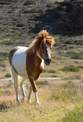 
A pony walking in the field. His manes are blowing in the wind