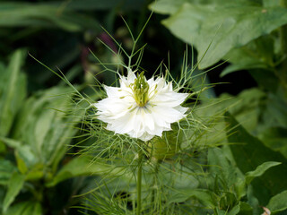 (Nigella damascena )  Love-in-a-mist or devil in the bush. Cultivar, double white-flowered above a...