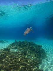 Fototapeta na wymiar green sea turtle in the crystal clear waters of the caribbean sea