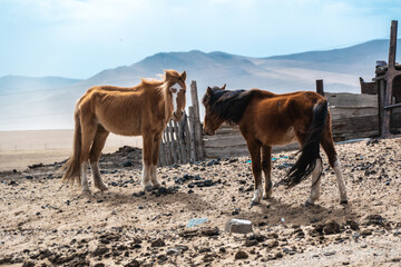 Horse on the nature livestock in Mongolia