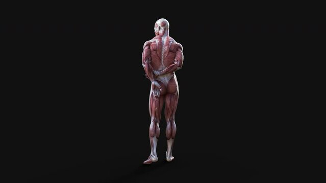 3d Illustration of male figures pose with skin and muscle map on dark background with clipping path, Concept of between gods pose.