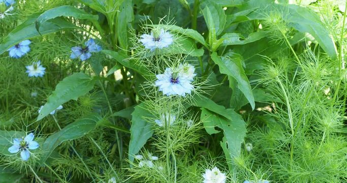 (Nigella damascena ) Love-in-a-mist or devil in the bush with double blue spiky flowers nestled in a ring of, lacy bracts between inflated capsule surronded by a ferny foliage
