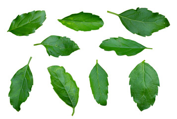 Set The holy basil or hot basil, Ocimum sanctum isolated on white background top view