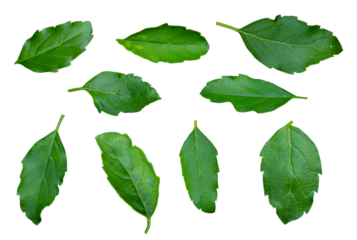Set The holy basil or hot basil, Ocimum sanctum isolated on white background top view