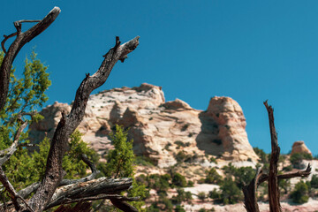 joshua tree national park state