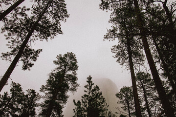 trees and sky