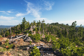 forest in the mountains