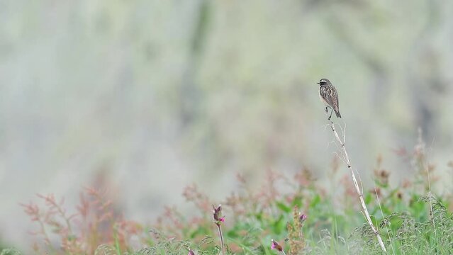 In the Alpine garden, the whinchat ready to hunt (Saxicola rubetra)