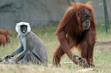 
Monkeys are intelligent, agile, and social primates found in diverse habitats worldwide. With their dexterous hands, they exhibit remarkable curiosity and problem-solving skills.