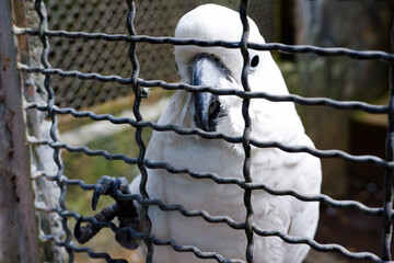 Selective focus of yellow-crested cockatoos perched in their enclosures in the afternoon. Great for...