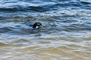 Photograph of a dog swimming with a toy in its mouth