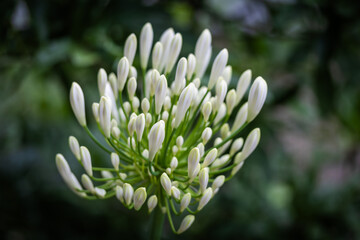 Agapanthe blanche en gros plan