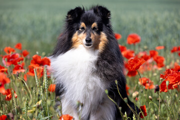 Beautiful shetland sheepdog, little lassie dog sitting in the blooming red poppy slope field. Cure black and white small sheltie, collie pet dog outside with background of poppies field on summer time