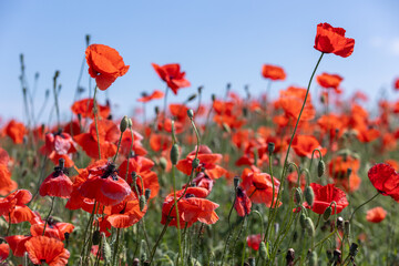 Fototapeta premium Beautiful blooming field of red poppy slopes on summer sunny day with background of blue sky. Big romantic field full of red poppies flowers and green poppy seeds on the countryside. 