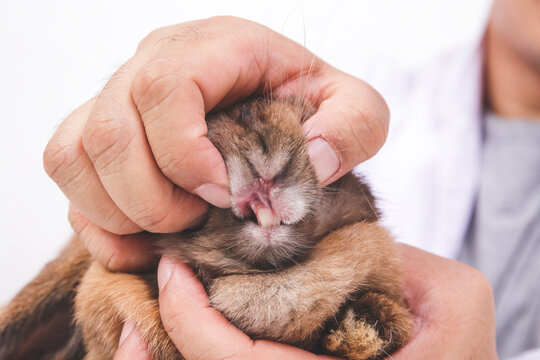 A veterinarian examines the teeth of a little brown rabbit. Small mammals. pet health