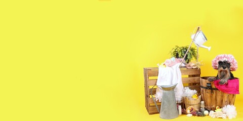 panoramic banner of a funny dog taking a bath on a coloured background 