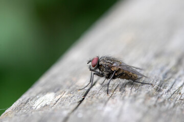 House Fly (Musca domestica) on a wooden fence