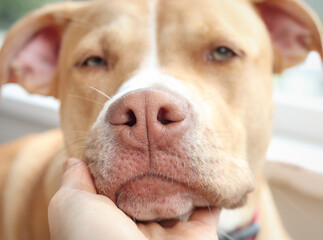 Hand holding dog head with love looking at camera. Puppy dog nose and nostrils, close up. Face of large puppy dog with soft pink nose. 10 months old, female Boxer Pitbull mix breed. Selective focus.