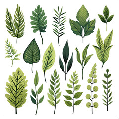 Set Of Tropical Leaves Decorative Element 