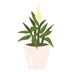 Peace Lily Plant Color 2D Illustrations