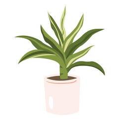 Whiterose Spider Plant Color 2D Illustrations