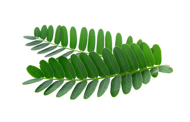 tamarind leaves on transparent png