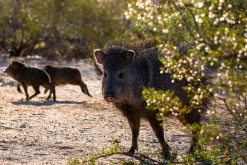 Three members of a family of collared peccary, Dicotyles tajacu, AKA javelina, with one adult watching over two young babies in the Sonoran Desert. Pima county, Tucson, Arizona, USA.