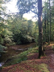 river in the forest