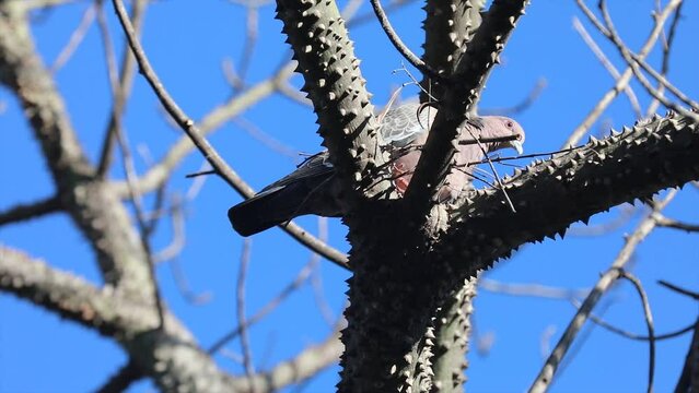 Wild dove known as "pigeon" or "white wing" or "carijó dove" (Patagioenas picazuro) making its nest. Beautiful nature video with life lesson.Birds making a nest.