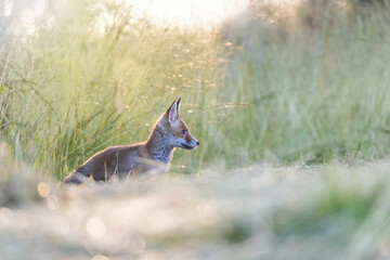 Side view of adorable fox cub standing in the field in early morning sunlight.  Horizontally. 