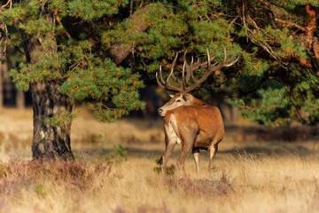 Red deer (Cervus elaphus) stag trying to impress the females in the rutting season  in the forest of National Park Hoge Veluwe in the Netherlands