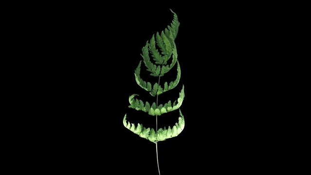 Time lapse of drying Fern leaf in RGB + ALPHA matte format isolated on black background
