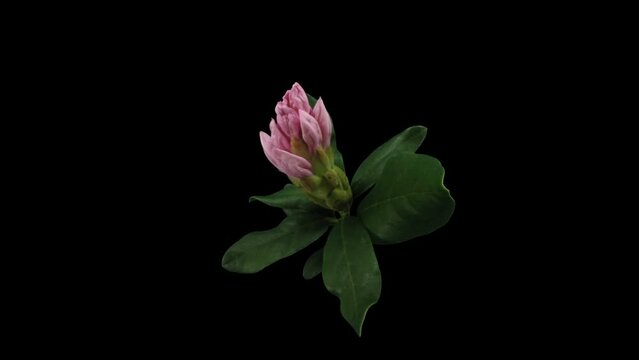 Time lapse of opening white rhododendron (Ericacea family) in RGB + ALPHA matte format isolated on black background, top view
