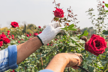 farmer is pruning a rose that has already bloomed in a rose garden. to people and flower farm...