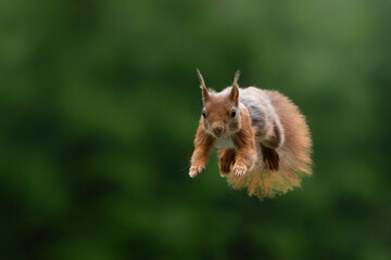 Eurasian red squirrel (Sciurus vulgaris) jumping in the forest of Noord Brabant in the Netherlands. Green background