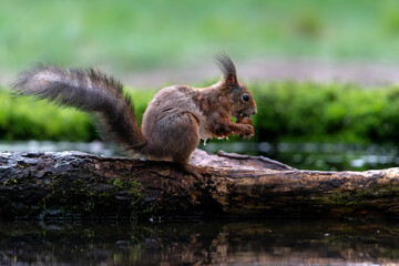 Eurasian red squirrel (Sciurus vulgaris) searching for food in the forest in the Netherlands.   